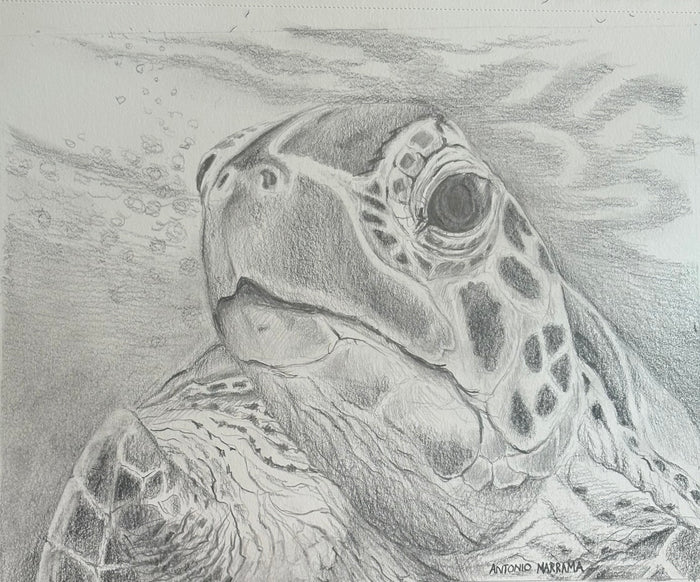 Sea Turtle Art Print by Local Artist