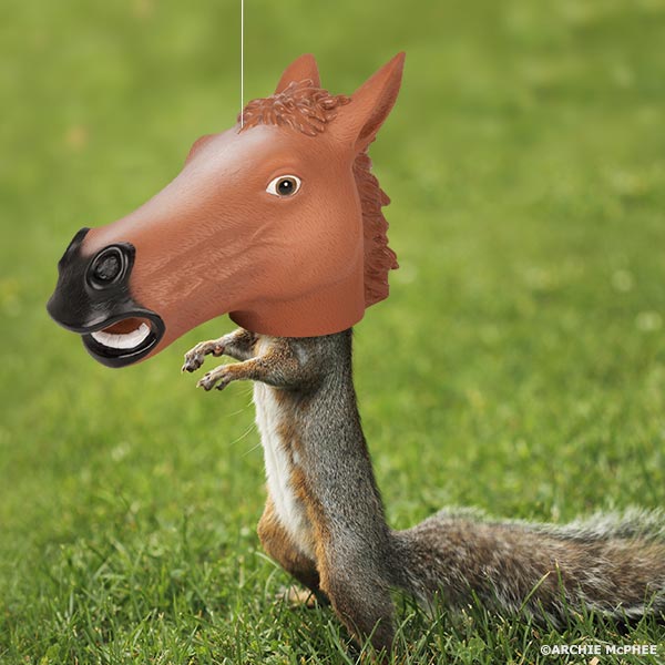 A comedic squirrel is upright on the grass, prominently wearing a Horse Head Squirrel Feeder.