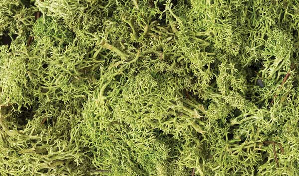 L162 Lichen Light Green 1.5 Quarts