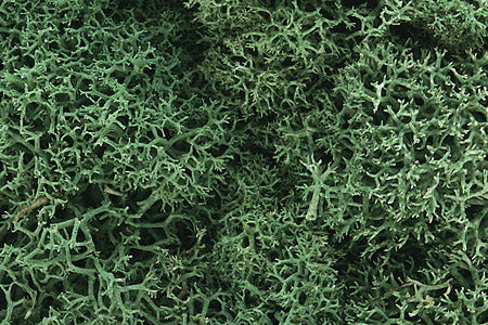 Lichen  1.5qts 1.4l -- Light Green