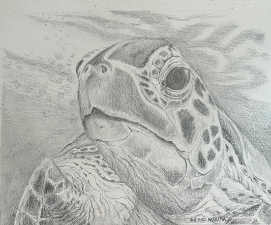 Sea Turtle Art Print by Local Artist