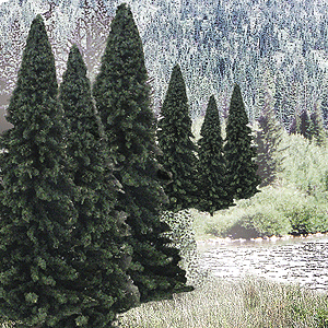 TR1585 Evergreen 2-4 (18)
