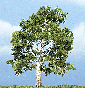 TR1609 Premium Sycamore Tree 4-1/4